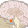Гипофиз (өнчин тархи)